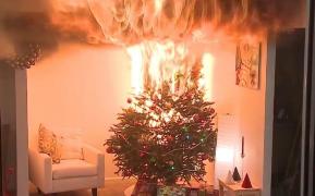 Un căţel şi-a salvat stăpânii, la Timişoara, după ce le-a luat foc bradul în sufragerie