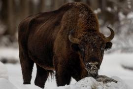 Exemplar de zimbrui fotografiat în Neamț