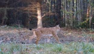 Râsul într-un luminiș din Piatra Craiului