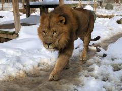 Unul dintre leii de la centrul de animale unde s-a produs incidentului