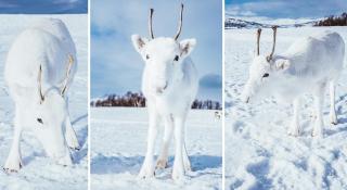 Puiul de ren alb fotografiat în Norvegia