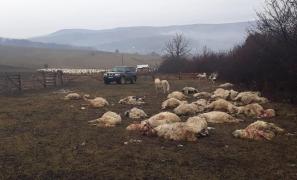 Măcel la stână. O ursoaică și puii ei au omorât zeci de oi pe Dealul Negru, în Bistrița. Doi oameni au fost atacați (Video)