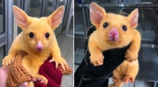 Puiul de oposum ţinut în mână de veterinar