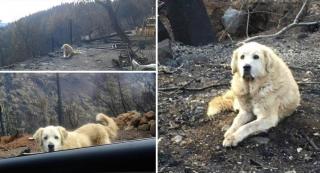 Câinele Madison își așteaptă stăpânii