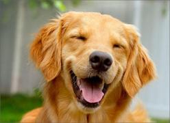 "Adu băţul, băiete, adu băţul!" Stăpânul a rămas tablou când a văzut ce a adus înapoi câinele său (Video)