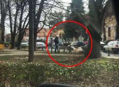 Femeie atacată de maidanezi în plină stradă la Târgu-Jiu. Imagini şocante surprinse în timpul atacului (Video)