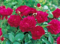 Taierea trandafirilor. Sfaturi despre cum se taie corect trandafirii