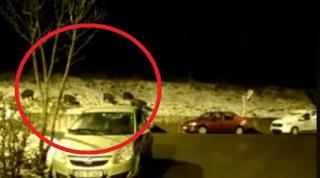 Alertă la Braşov. Porcii mistreţi se plimbă 'în familie' pe străzile din centrul oraşului (Video)