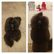 Un câine de expoziţie a fost sfâşiat de un Amstaff lăsat liber în Bucureşti: 'Urlam din tot sufletul să mă ajute cineva'