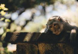 Zodia Maimuță în Anul Câinelui de Pământ. Zodiac Chinezesc 2018