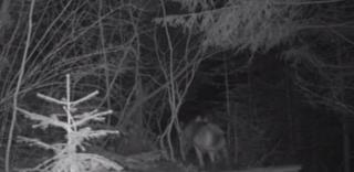 Doi lupi, filmaţi în Parcul Natural Putna Vrancea! Imagini unice, surprinse de camerele de monitorizare