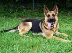 Recompensă de 450 de euro pentru Max, un câine furat din Iaşi şi vândut pe un site de anunţuri