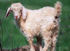 Români arestaţi în Germania după ce au tăiat o capră şi o oaie de la Grădina Zoologică din Berlin