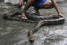 Un pastor indian a şocat întreaga lume după ce a ucis un şarpe, muşcându-l de cap