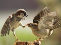 Dragobete 2018. Ce trebuie să facă fetele pentru a fi iubite tot anul