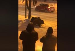 Imagini şocante în Sinaia. O turmă de porci mistreţi a traversat centrul oraşului, îngrozind trecătorii (video)