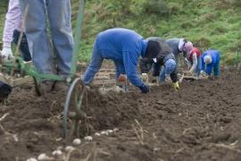 60 de români angajaţi să muncească la fermele agricole din insulele din Canalul Mânecii au plecat acasă, după două săptămâni, dintr-un motiv incredibil