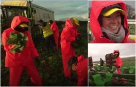 Experiment inedit, cu rezultat şocant: Britanici umiliţi de români, la cules de varză! Ai noştri, de zece ori mai rapizi decât ai lor (Video)