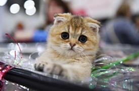 Te uiţi la filmuleţe cu pisici când eşti la muncă? Specialiştii atrag atenţia asupra unui fenomen dăunător