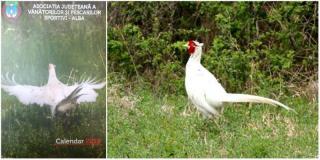 Vânătorii din Alba, furioşi, după ce unul dintre ei a împuşcat fazanul vedetă al Asociaţiei şi l-a făcut supă de taiţei