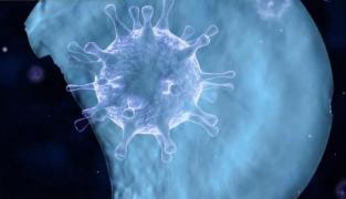 O boală misterioasă ar putea distruge omenirea, avertizează Organizația Mondială a Sănătății