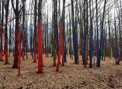 Pădurea colorată din judeţul Gorj, o atracţie inedită într-un loc de o frumuseţe rară (Galerie Foto)