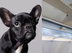 Un câine a murit într-un avion United Airlines din cauza unei însoţitoare de zbor: 'Toată lumea plângea în avion'