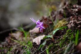 Vremea din bătrâni 16 martie 2018. Prognoza meteo pentru următoarea perioadă conform credinței populare