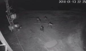 Cruzime fără margini. Câine de pază ucis în bătaie şi incendiat, de o bandă de hoţi, la o fermă din Satu Mare