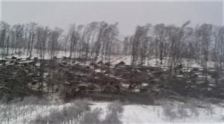 Prăpăd în Satu Mare! Hectare de pădure, culcate la pâmânt de vântul devastator. Localnici: "Imaginile sunt apocaliptice" (Video)