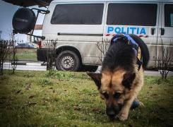 Poliţiştii sunt în alertă după ce Dorinţa şi Prinţa au dispărut de acasă: 'Dacă le-aţi văzut, sunaţi la 112'