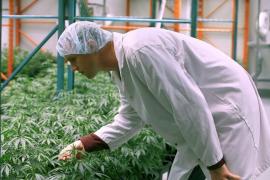 Grecia a legalizat consumul de cannabis, în scop medicinal