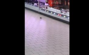 Viral! Vrăbiuță, "la cumpărături" într-un supermarket Kaufland (Video)