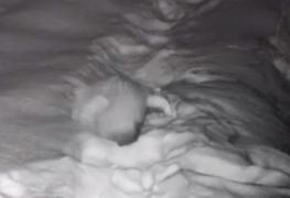 Imagini inedite surprinse în Parcul Naţional Piatra Craiului! Un bursuc rămâne blocat în nămeţi | Video