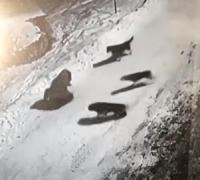 Femeie aproape sfâşiată de o haită de câini, în Neamţ. Primarul oraşului spune că măsurile trebuie să mai aştepte | Video şocant