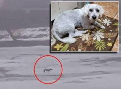 Mobilizare impresionantă pentru Jessie, o căţeluşă blocată pe gheaţa lacului Plumbuita (Video)