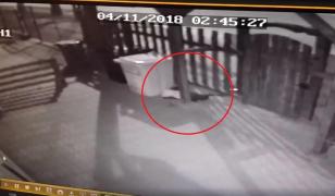 Un român fără suflet şi-a abandonat căţelul într-o curte, apoi a fugit. Totul a fost filmat de camerele de supraveghere (Video)