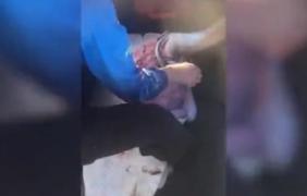 Surpriză uriaşă pentru un pescar! Ce a găsit omul în burta unui rechin mort, după ce l-a capturat (Video)