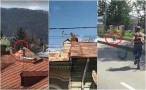 A evadat o maimuţă de la Zoo Neamţ! Animalul se plimbă pe străzi şi escaladează casele oamenilor (Video)