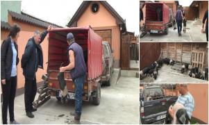 S-au dat primii porci gratis din programul "Primul Porc". Crescătorii norocoşi au primit câte 10 purcei