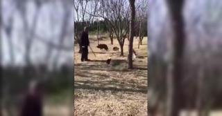 Momentul în care bărbatul şi câinele sunt atacaţi de pisici