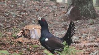 Cocoş de munte în Harghita, filmat în perioada rotitului