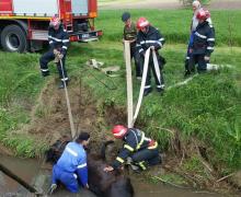 Cal scos dintr-un pârâu cu buldoexcavatorul, la Tulcea