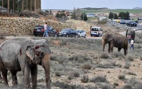 Elefant de circ, mort după ce camionul cu care era transportat s-a răsturnat pe o şosea din Spania