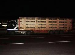 Un şofer român de TIR i-a uimit pe poliţiştii din Italia după ce a fost prins în timp ce transporta sute de miei în agonie (Foto)