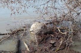 Alertă pe Dunăre! A doua mină descoperită plutind pe Braţul Chilia, intervin Forţele Navale şi cele de frontieră