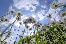 Prognoza meteo pe 9, 10 şi 11 aprilie 2018 în Bucureşti. Vremea e neaşteptat de caldă