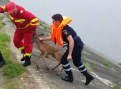 Caprioara a fost salvata de pompierii din Fagaras din apele raului Olt