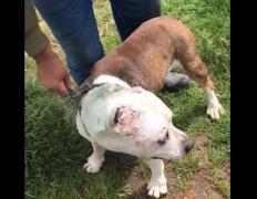 Un câine de rasă lăsat într-o canişă de un constănţean a fost luat acasă fără o ureche