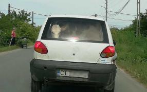 Vaca pe bancheta din spate a Matizului